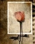 pic for Vintage rose